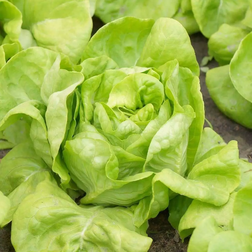 MBK 5000 Seeds White Boston Butterhead Lettuce Non-Gmo Packs Sale - £7.28 GBP