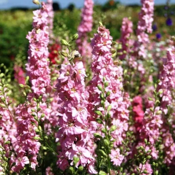 50 Pink Queen Delphinium Seeds FlowerSeed Flowers 783Sell Fresh - £7.97 GBP