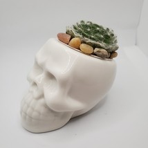 Sempervivum Succulent in Ceramic Skull Planter 3.5&quot;, Hens &amp; Chicks Live Plant - £11.98 GBP