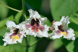 Catalpa Bignonioides Cigar Or Fish Bait Tree Southern Catalpa 10 Seeds F... - $26.58