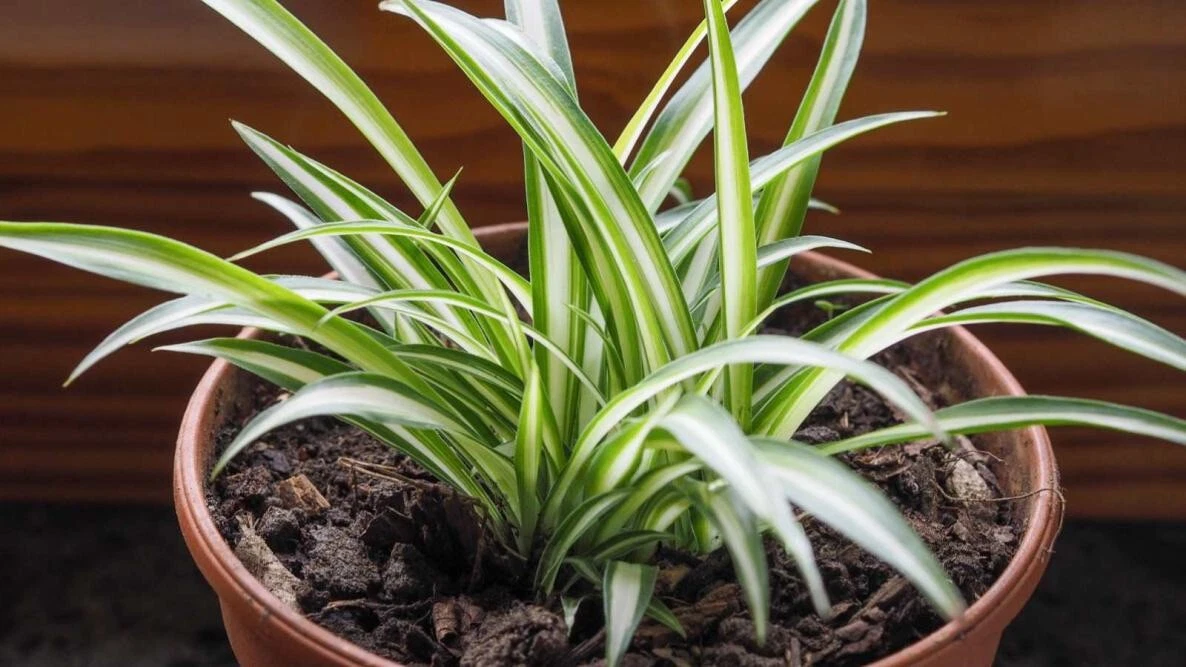 Starter PLANT  Spiders 3 Plants - $23.35