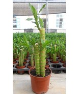 Lucky Bamboo Choose Potted Variety, 50 Seeds - $12.19