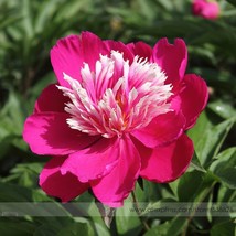 Chinese Red Peony Flower Seeds 1 Pack 5 Seeds Sun Fragrant Tree Peony Flower #Nf - £7.91 GBP