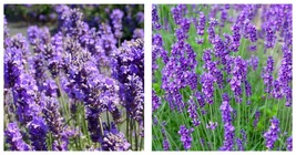 3 Munstead Lavender Lavandula angustifolia Starter Plant Plug Garden - £43.12 GBP