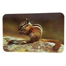 Postcard Chipmunk Eating Nuts Universal Pet In The Mountains Chrome Unpo... - $4.84