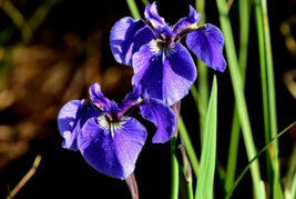 20 Pc Seeds Alaska Iris Flower, Beachhead Iris Seeds for Planting | RK - £13.16 GBP