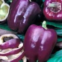 Variety Size Purple Beauty Bell Pepper Seeds, Sweet, NON-GMO, Heirloom - £9.42 GBP+