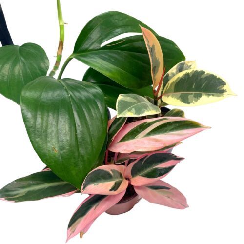 BubbleBlooms Indoor Foliage Assortment, 4 inch Set of 3, Best-Sellers - $37.15