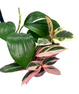 BubbleBlooms Indoor Foliage Assortment, 4 inch Set of 3, Best-Sellers - $695.45 MXN