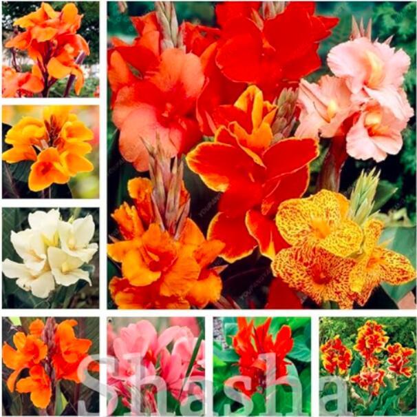 Canna Lily Seeds Mixed Fresh Seeds - $22.58