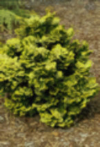 Golden Dwarf Hinoki Cypress - Chamaecyparis obtusa ‘Nana Lutea’ - 1 Gallon Pot - £84.75 GBP