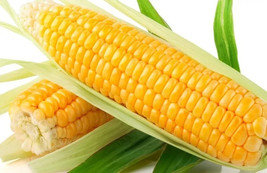 Fast Shipping 120 Sweet Golden Bantam Corn Seeds Organic Fresh - $13.99