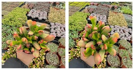 Live Plant - 4&quot; Variegated Crassula Ovata - Jade Succulent - Ogre Ears - £33.82 GBP