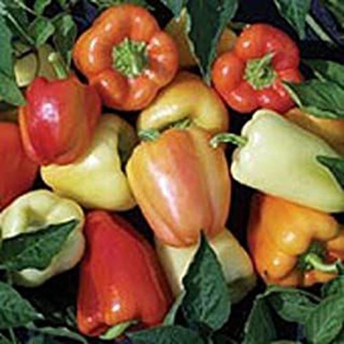 PM Whitney Sweet Peppers Seeds (20+ Seeds) | Non GMO | Vegetable Fruit H... - $3.98
