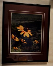 Beautiful black eyed susan 8x10 photo matted and framed in an 11x14 frame - £50.81 GBP