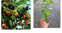 Starter Plant ( 8L ) Ouachita Thornless Blackberry ( rubus ) - ( 1 live plant ) - £32.23 GBP