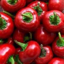 30 Red Cherry Hot Pepper Seeds  Pimenta  - $3.99
