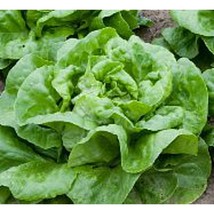 Buttercrunch Lettuce Seeds Gardening Easy Grow USA SHIPPING - £4.32 GBP