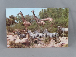 Vintage Postcard - African Veldt Adventureland - Walt Disney Productions - £11.99 GBP