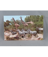 Vintage Postcard - African Veldt Adventureland - Walt Disney Productions - $20.42 CAD
