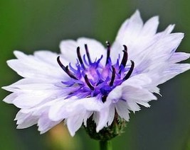 USA Seller 750 White Bachelors Button Cornflower Centaurea Cyanus Flower... - £11.21 GBP