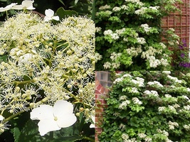 Variety Size Seeds Climbing Hydrangea Hydrangea anomala petiolaris Vine Seeds - £13.35 GBP+