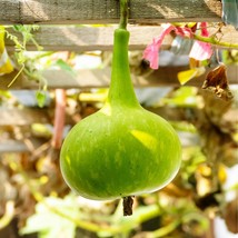 Bottle Gourd 'Surbhi' Seeds - Organic Calabash Lagenaria, Perfect for Gardeners  - $6.00