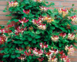 Japanese Honeysuckle Seed Lonicera Japonica Herb Color:2 - $8.99