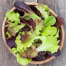 Gourmet Mix Lettuce Planting Greens Vegetable Spring Salad Spinach Fresh Garden  - £7.39 GBP