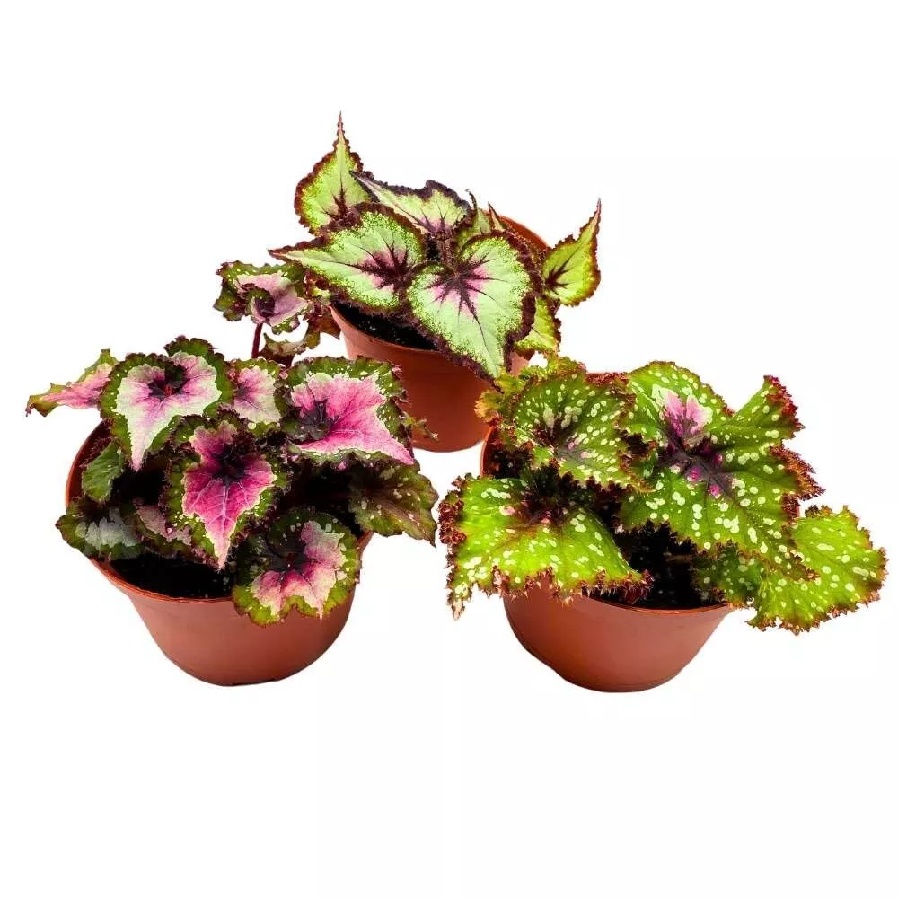 Begonia Variety Assortment 3 Different Begonia Rex a - £77.31 GBP