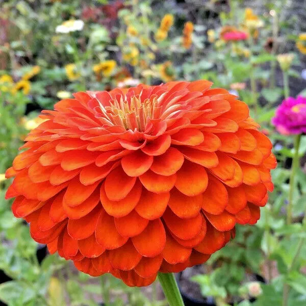 MBK 301 Seeds Orange Zinnia Summer Flowering Annual Cut Non GMO Packs Sale - $9.65