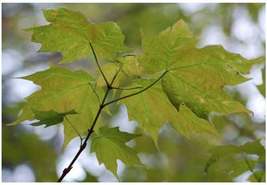 Sugar Maple 1 gallon pot image 2