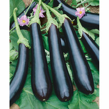 50 Eggplant Long Purple Seeds Nongmo Harvest Fresh Garden - £4.72 GBP