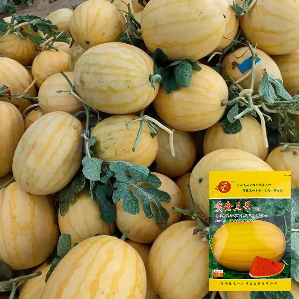 New 100 seed/bag Golden No.3 Watermelon Seeds - $58.49