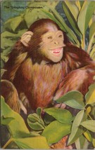 The Laughing Chimpanzee Greetings from the St. Louis Zoo MO Postcard PC638 - $4.99