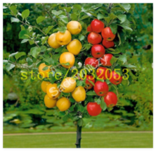 Apple Tree Dwarf Seed Apple Tree Mini Fruit New Fresh Seeds USA - $11.26