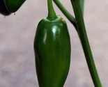 Jalapeno Pepper Seeds 30 Early Jalapeno Spicy Mexican Culinary Fast Ship... - $8.99