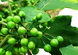 100 Fresh Seeds Turkey Berry Brush/Wild Eggplant Makua Puang Garden Beau... - $6.98