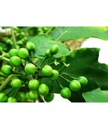 100 Fresh Seeds Turkey Berry Brush/Wild Eggplant Makua Puang Garden Beau... - $9.48 CAD