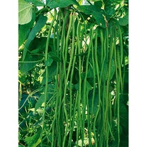 Long Green Cowpea Seeds Vigna Sinensis 200g / pack Seeds Southern Pea Seeds - £25.15 GBP