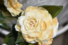 Live Starter Plant LEMON GLOW Unique Bloom Camellia Japonica - £39.95 GBP