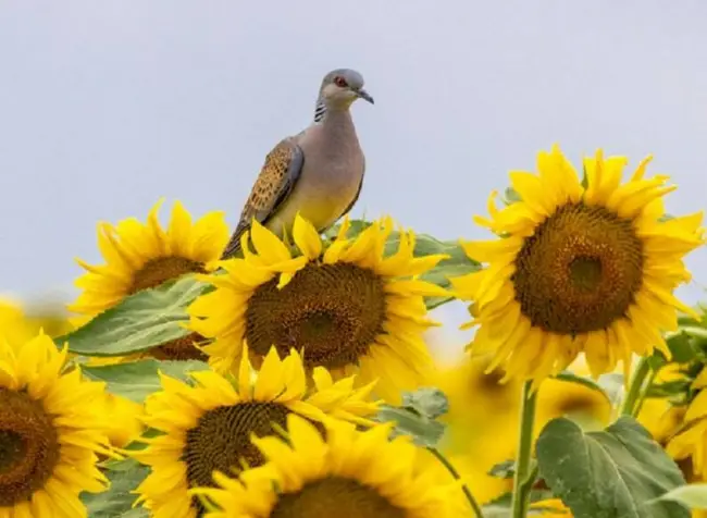 Peredovik Sunflower Seeds For Planting 500 Seeds Attract Doves &amp; Other Birds Fre - £17.29 GBP