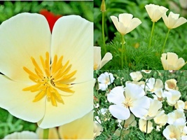 1001+WHITE Linen California Poppy Flower Native Wildflower Seed Garden Container - £10.45 GBP