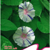 White Blue Stripes Morning Glory Climbing Flowers, 20pcs Seeds - $8.23