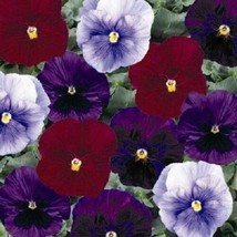 50 Pansy Delta Berry Tart Mix Flower Seeds - £17.08 GBP