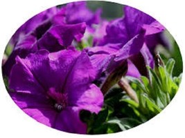 HGBO 30 Seeds Petunia Celebrity Violet Flower Seeds Annual From US - £6.27 GBP