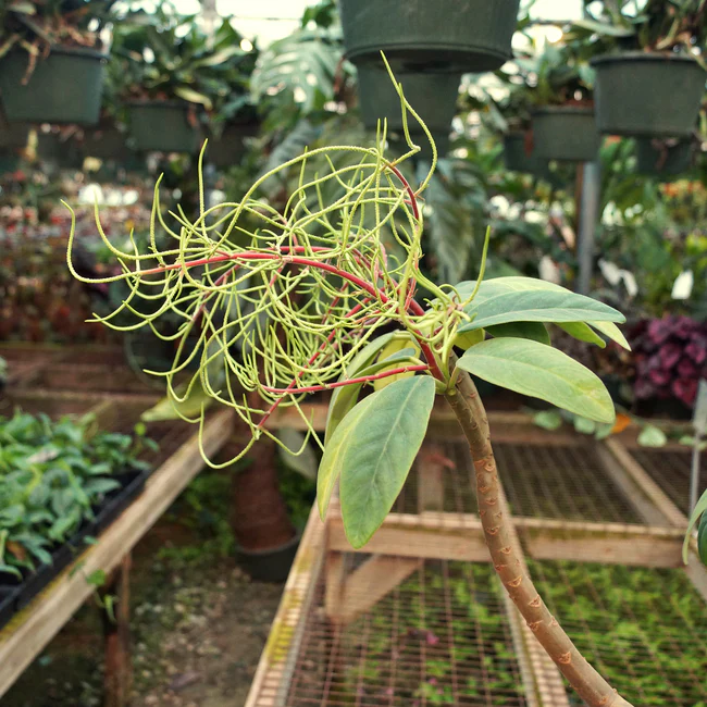 Semilir Peperomia Vestita Var Lindenii 3.5 Inch Pot - €68,62 EUR