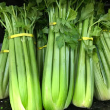 Hybrid Celery Garden Green Chinese Vegetables - 10000 Seeds - £7.37 GBP