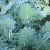 Organic White Russian Kale Fresh Seeds USA - $8.00