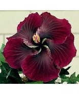 20 Dark Red Black Hibiscus Seeds Flowers Flower Seed Perennial Bloom Fas... - $13.32 CAD
